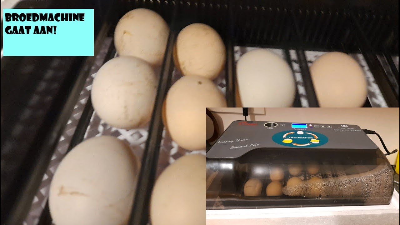 Eitjes besteld via post + broedmachine opstarten (hopen op kuikens 😊)