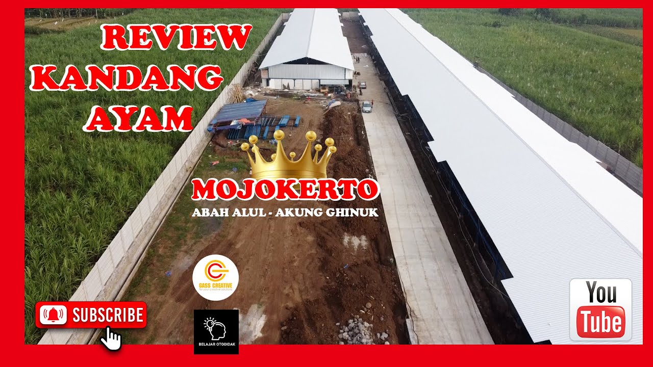 REVIEW KANDANG AYAM SUPER ISTIMEWA MILIK SULTAN MOJOKERTO JAWA TIMUR