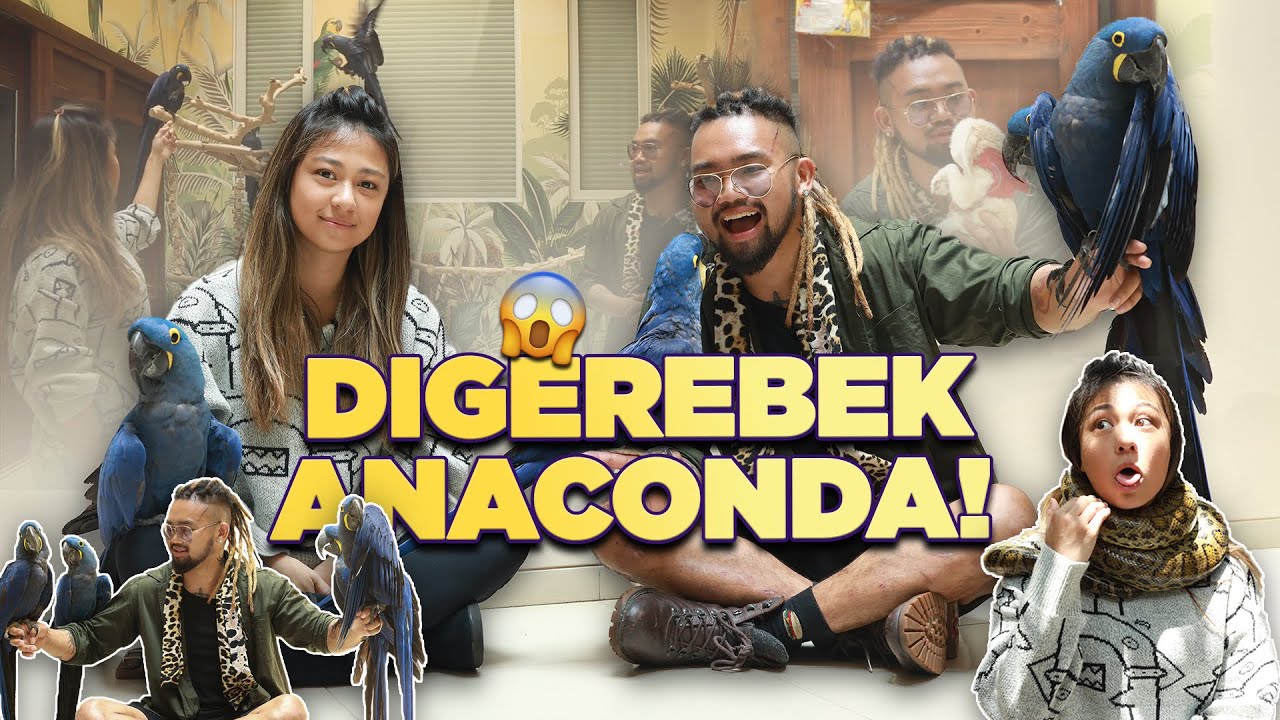 Jacqueline's Sanctuary | KING OF THE JUNGLE DATENGIN RAJA DAN RATU!