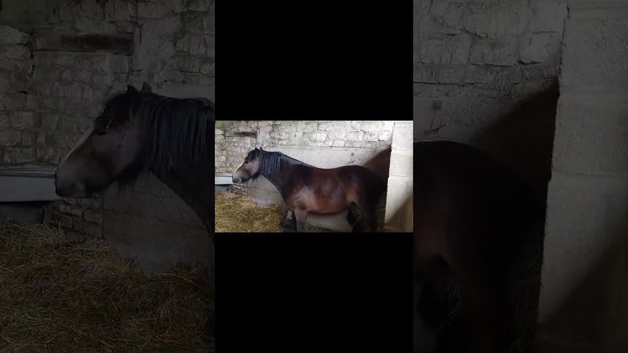 Horse Agility Training#horseagility #horsetraining #equestrianlife #animaltraining
