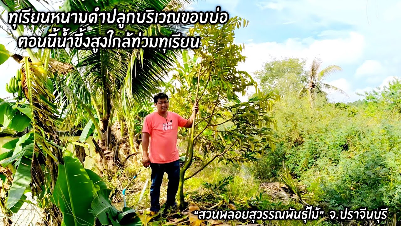 ทุเรียนหนามดำปลูกขอบบ่อตอนนี้น้ำขึ้นสูงใกล้ท่วมทุเรียน 