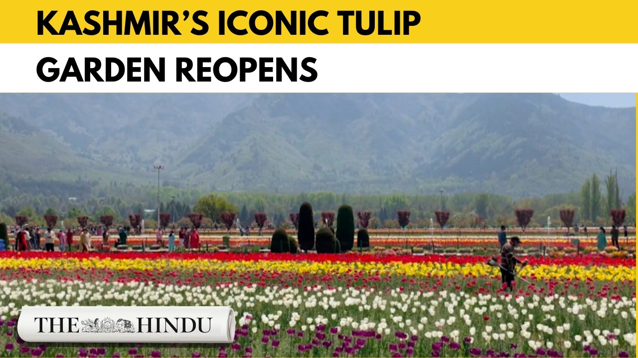 Tulips return to Srinagar: Asia’s largest garden blooms again