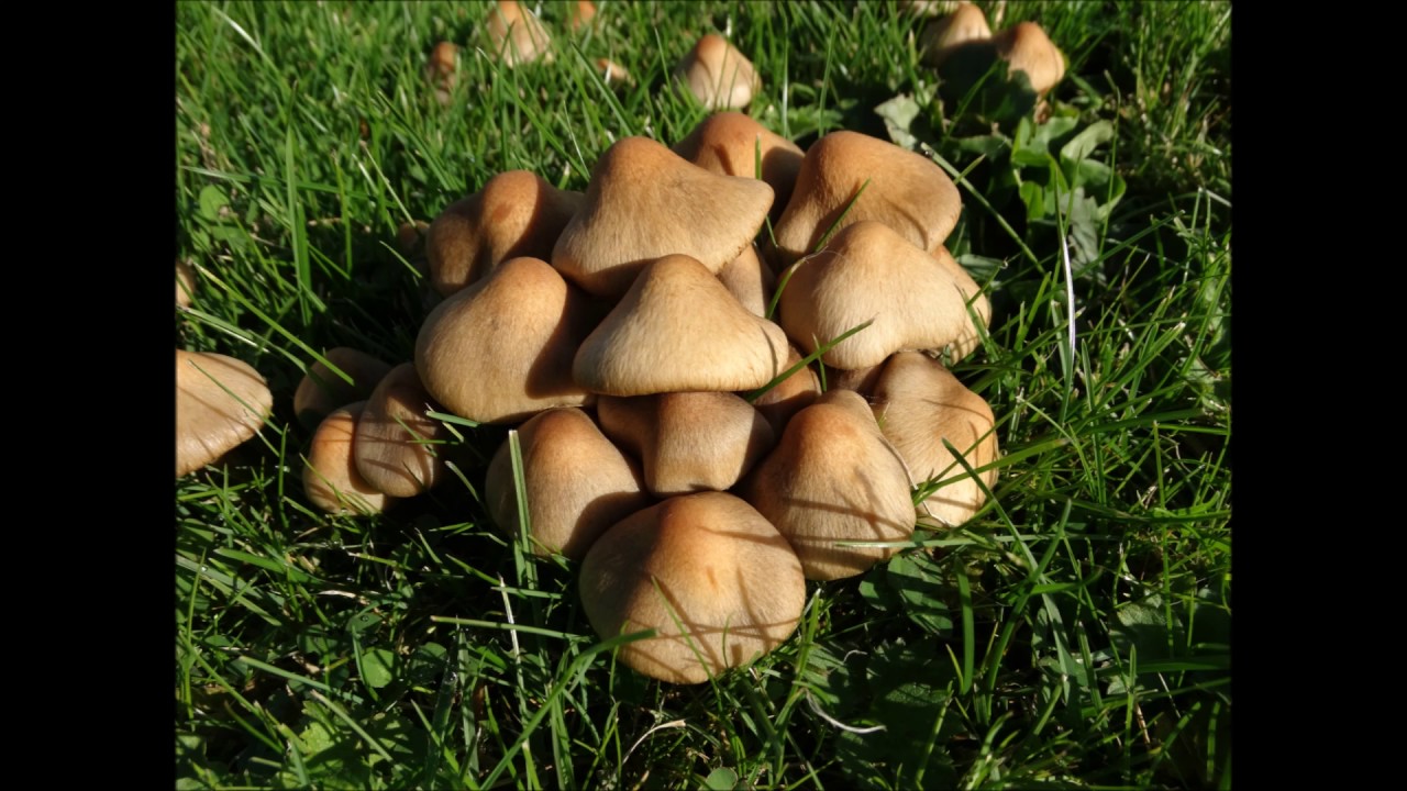 Herfst in en rond het Sloterpark Amsterdam Nieuw West