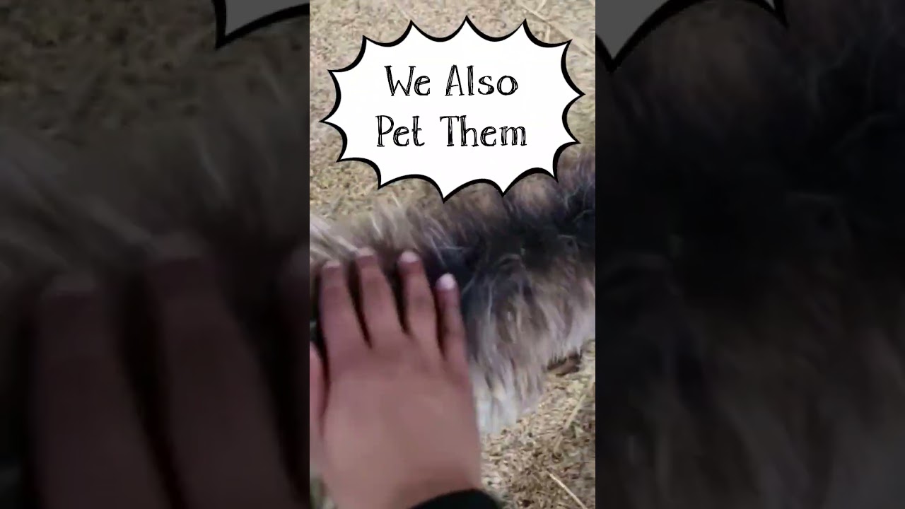 Animals We Saw At The Melbourne Royal Show Part 2