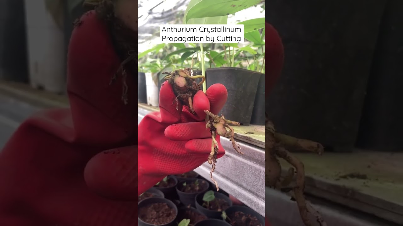 Anthurium Crystallinum Propagation by Cutting   #anthuriumcrystallinum #gardening #propagation