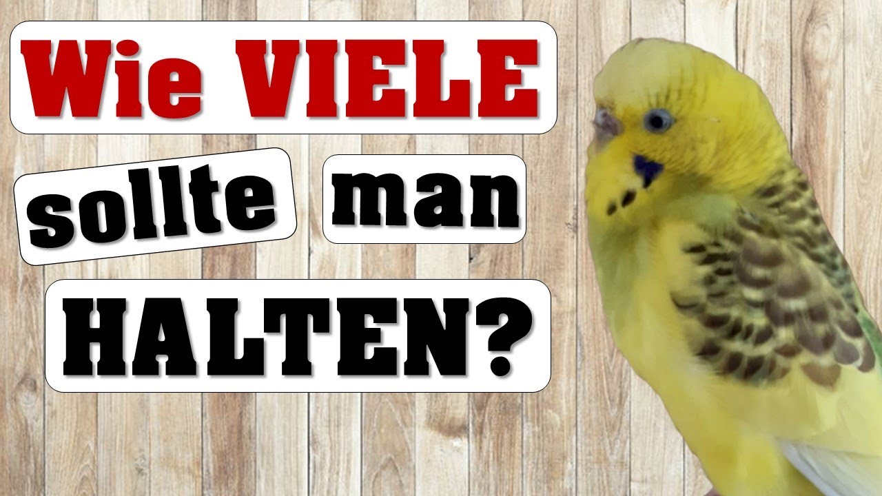 Beste ANZAHL an WELLENSITTICHEN?!