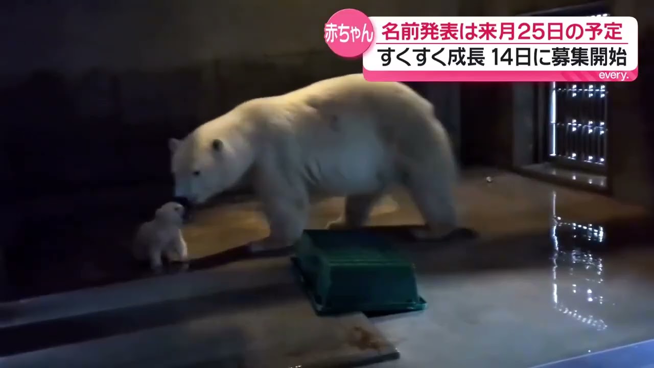 GAOで生まれたホッキョクグマの赤ちゃん　今月14日から名前の募集開始！