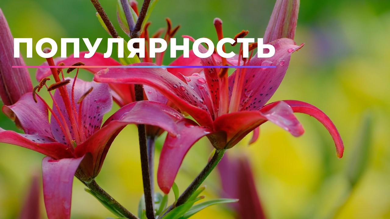 Стать звездой. Получить громадную популярность, грандиозный успех, признание и добрую славу.