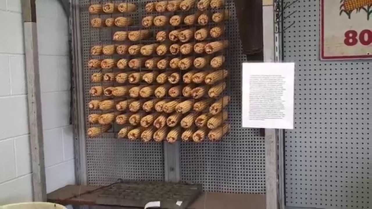 How Farmers Used to Save Seed Corn
