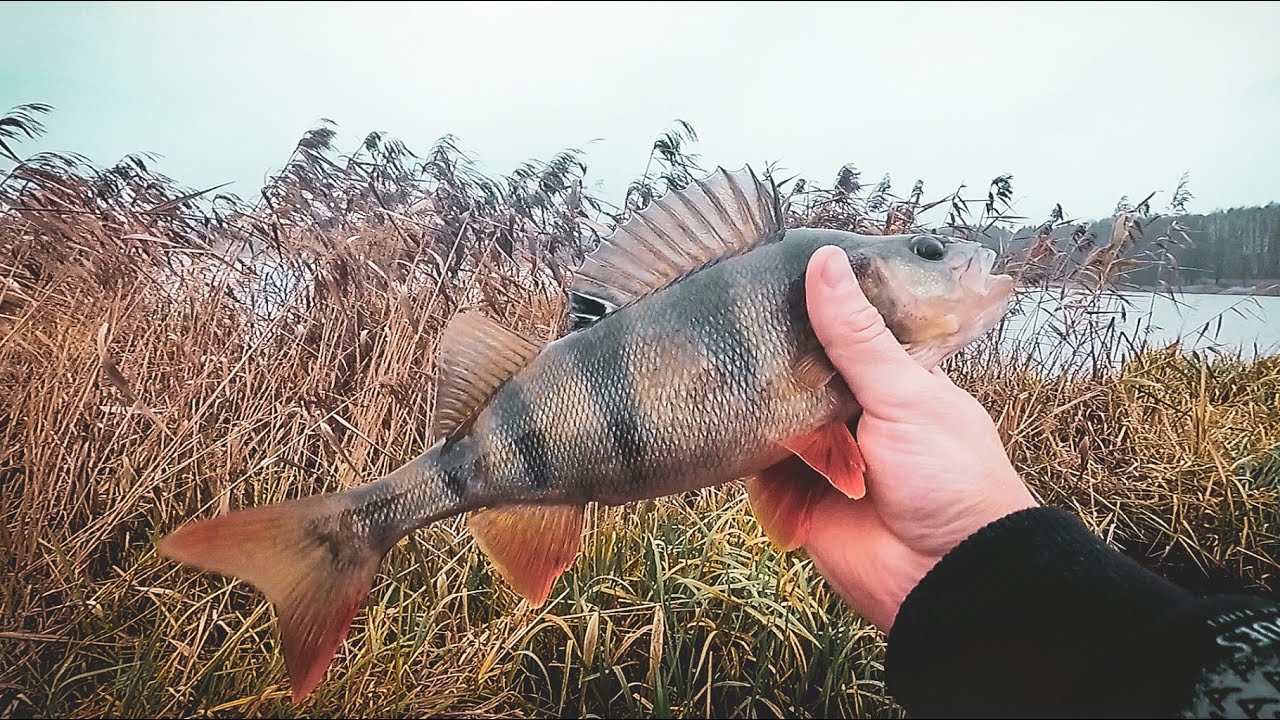 КРУПНЫЙ ОКУНЬ на блесну LUCKY JOHN! Эти 