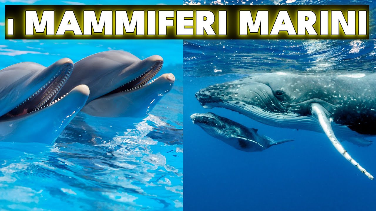 I MAMMIFERI MARINI LA VITA DEGLI ANIMALI CHE VIVONO NEGLI OCEANI - WILD 🐾 LIFE