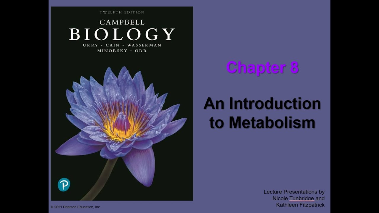 Chapter 8 An Introduction To Metabolism