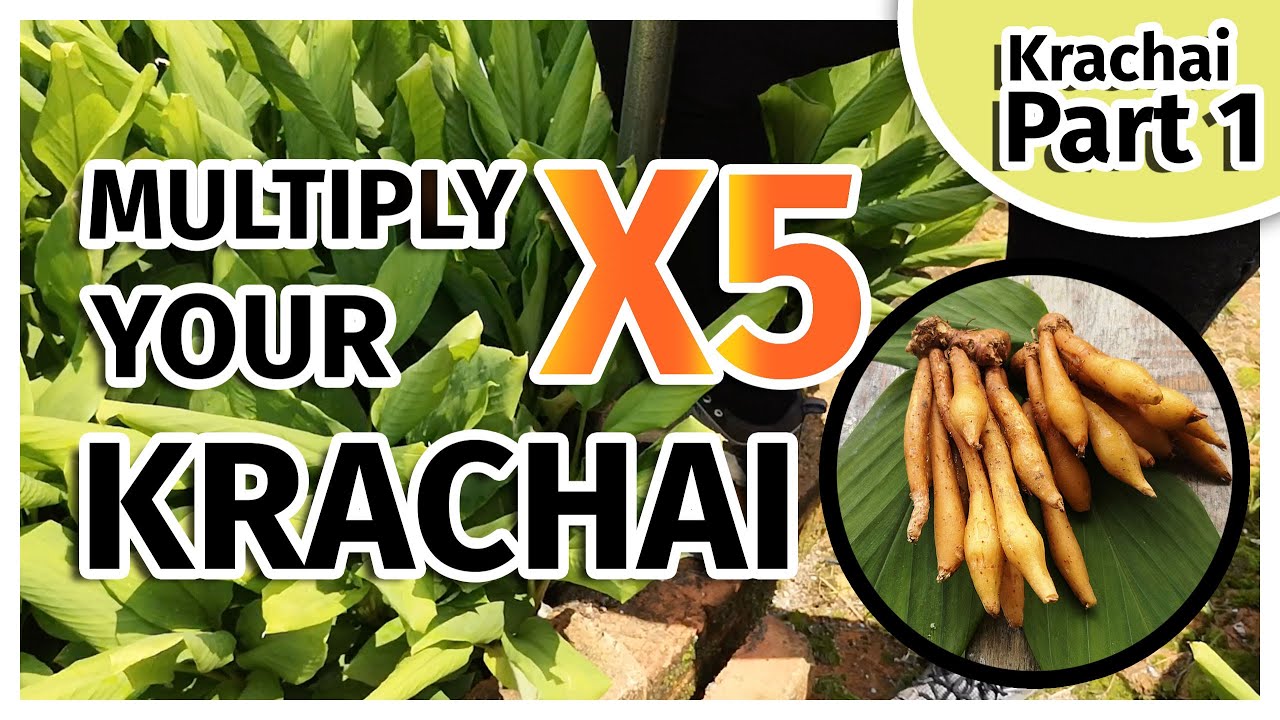 Multiply your Krachai (Finger Root) in effective way Part 1