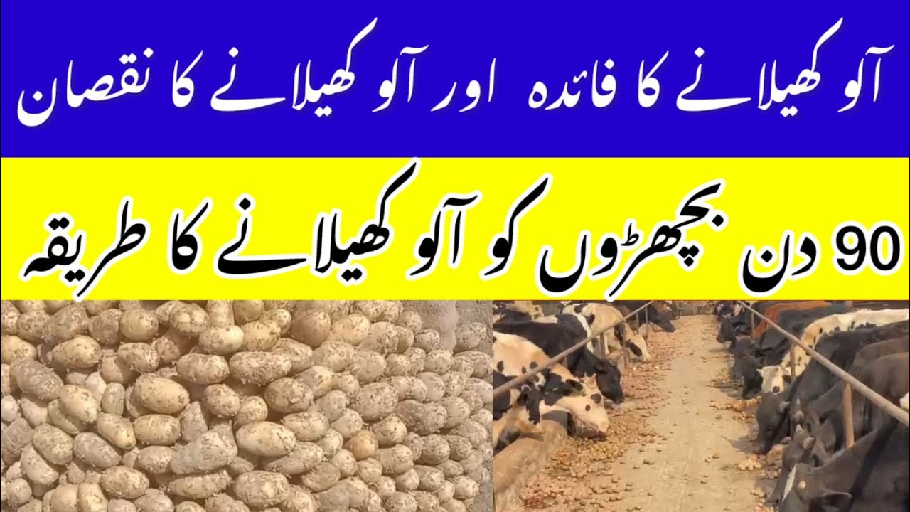 90 Din Bachro Ko Alloo Kelany Ka Tarika