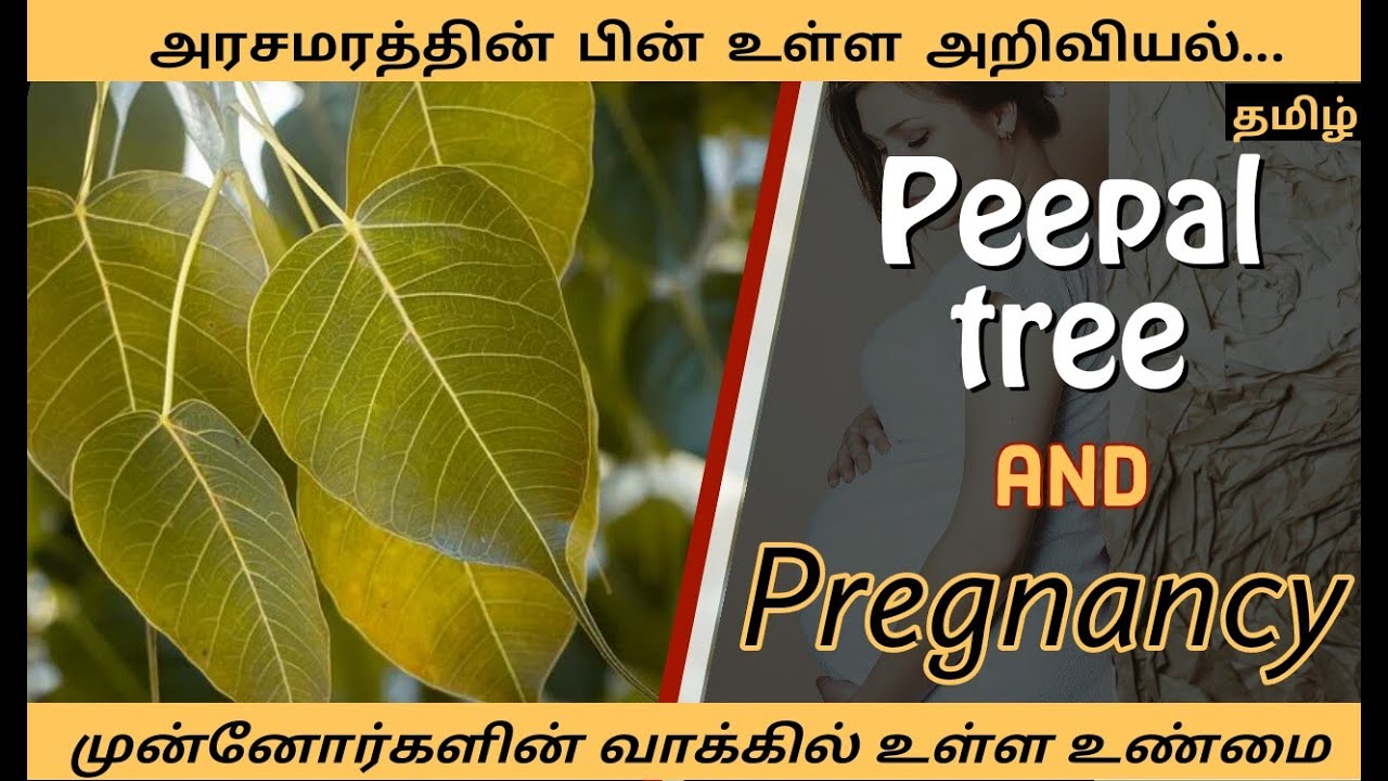 நம் மூதாதையர்களின் அறிவியல்!!! கர்ப்பத்திற்கு உதவும் மரம்!!! Peepal tree and Pregnancy - Tamil