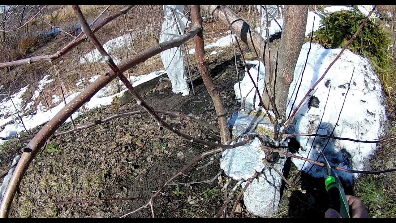 Яблоня.Как я исправляю неправильную крону старой яблони (часть 1)
