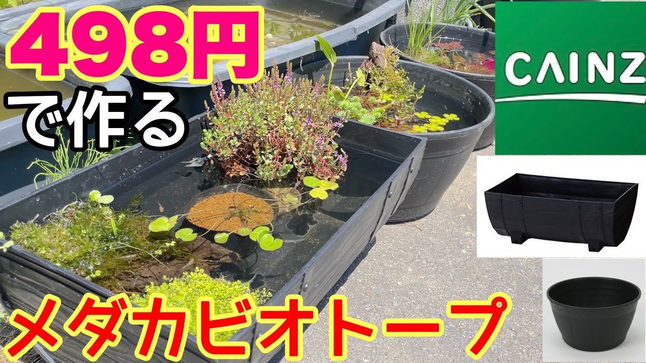 激安！CAINZの498円容器でメダカビオトープを作る！初心者でも簡単！メダカ睡蓮ビオトープ