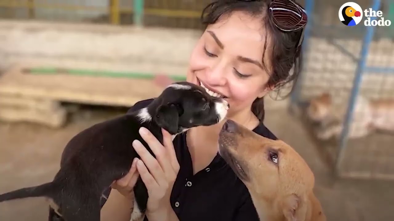 The Dodo! How One Woman Is Transforming Animal Rescue in Pakistan The Dodo