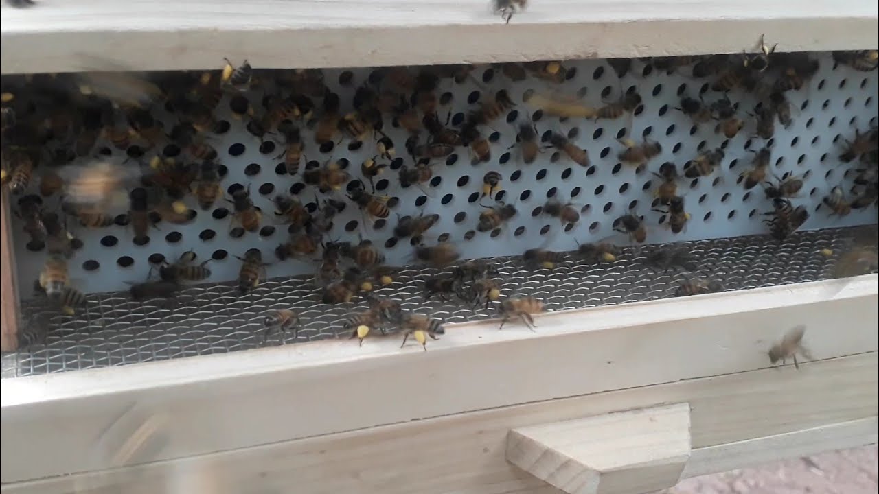 Meu primeiro coletor de Pólen (fazendo teste)