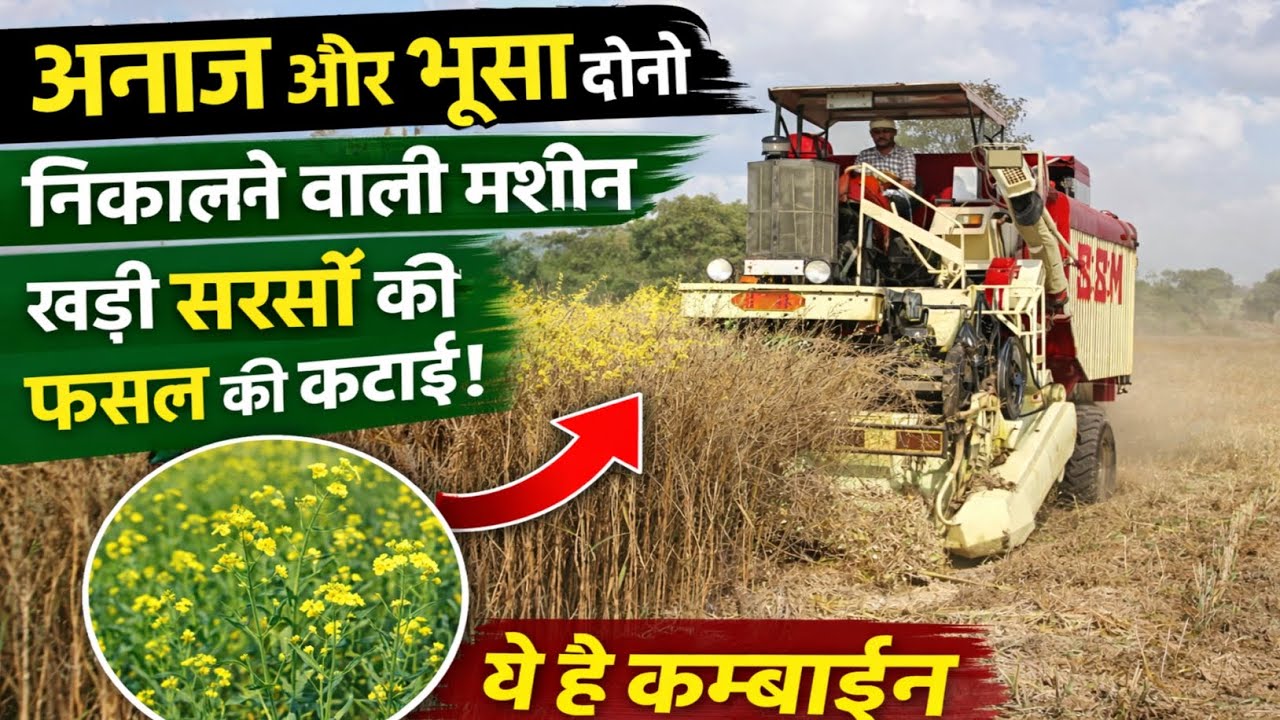 अनाज और भूसा दोनों एक साथ निकालने वाली मशीन खड़ी सरसों की फसल को निकाल रही है। यह कंबाइन है।