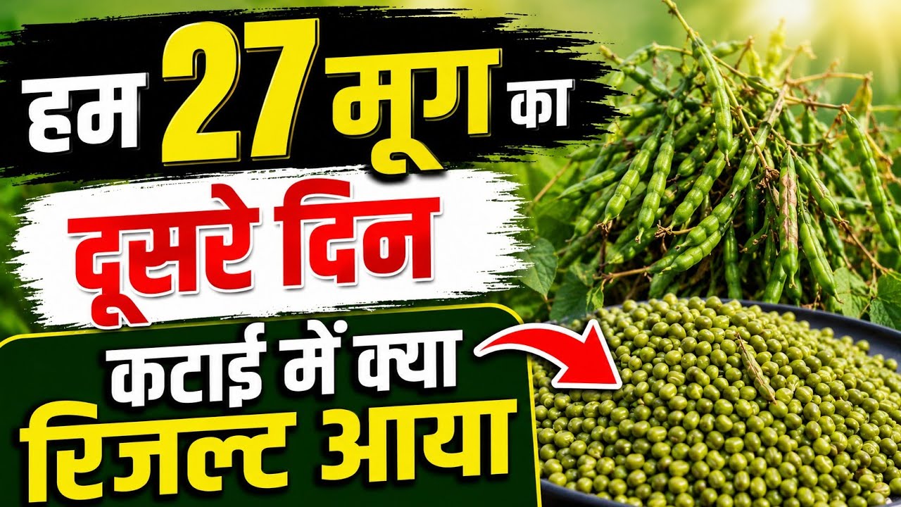 आजका HM27 मुंग का रिजल्ट देखने youtuber किसान आए / क्या 12 कुंटल एकड़ मूग हो सकती है? #मूंग_की_खेती 
