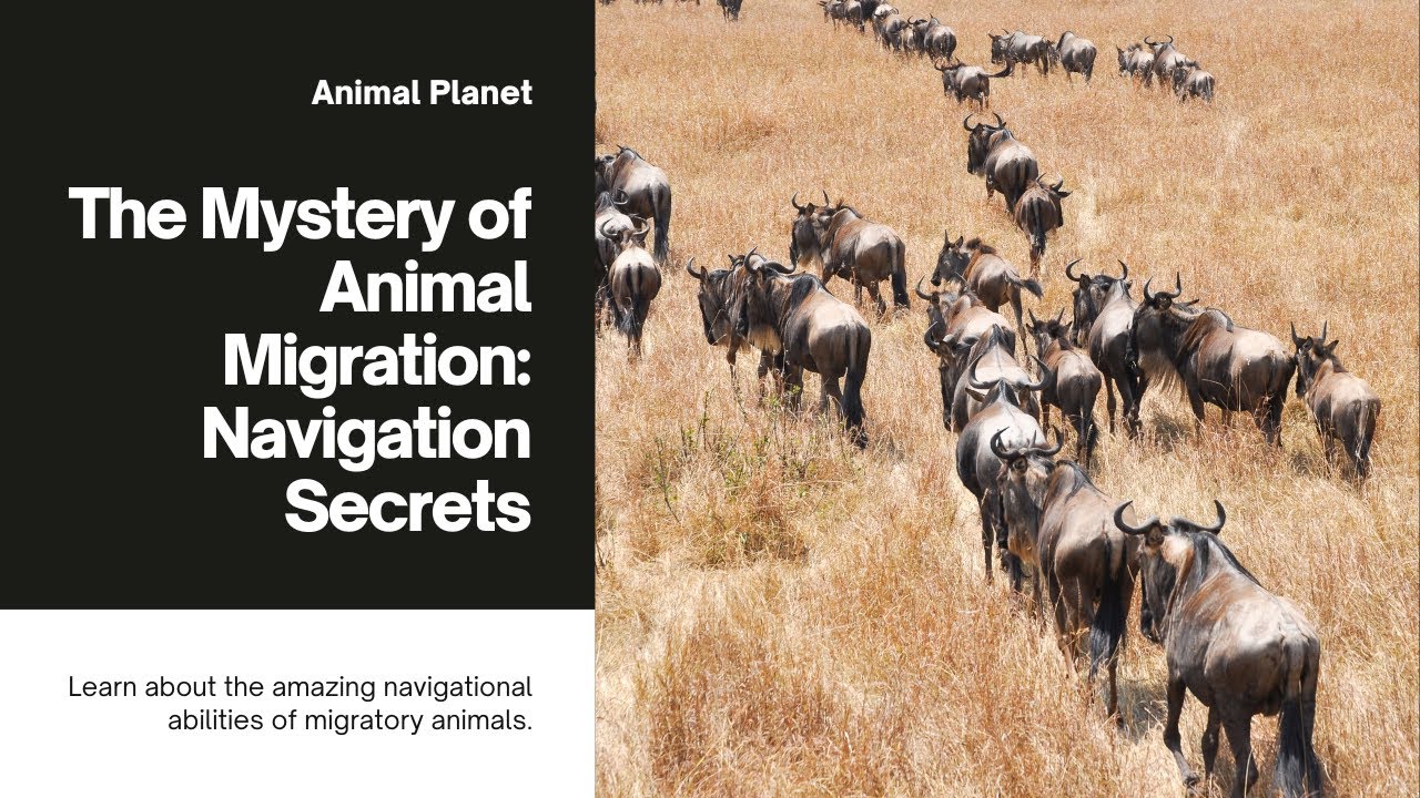 The Mystery of Animal Migration: How Do They Navigate?