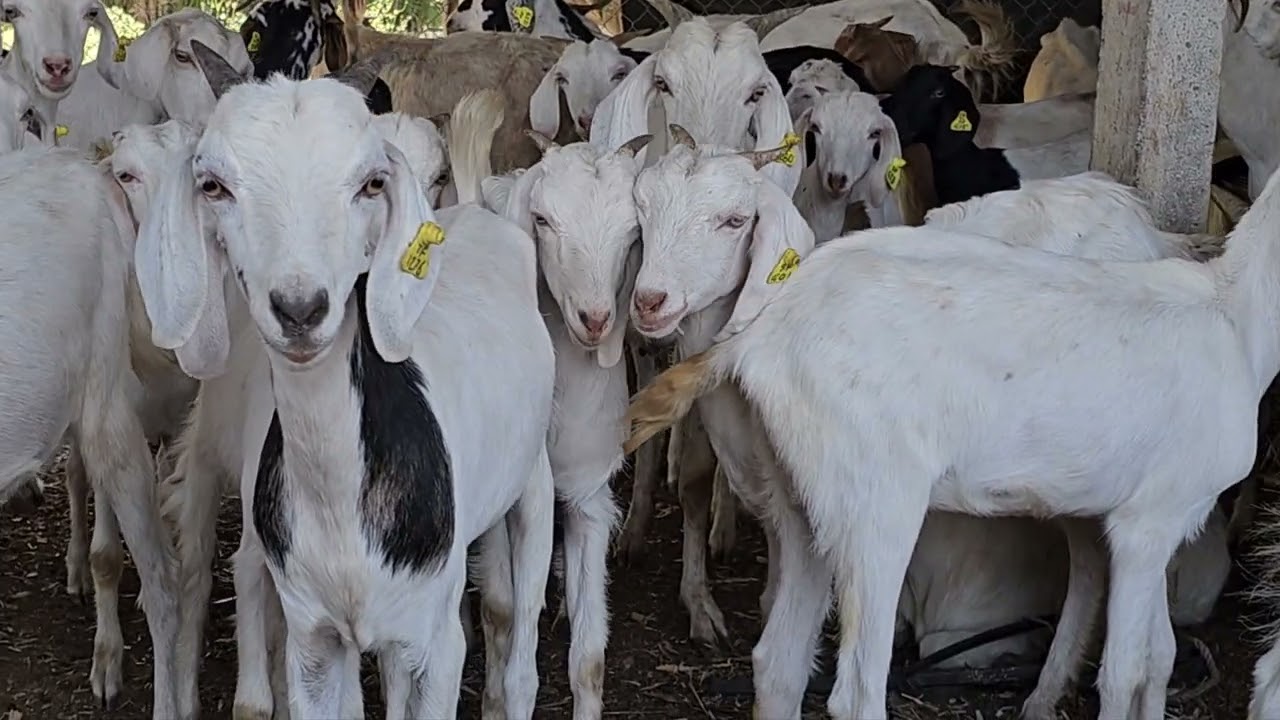 Sangamneri Goat Farming