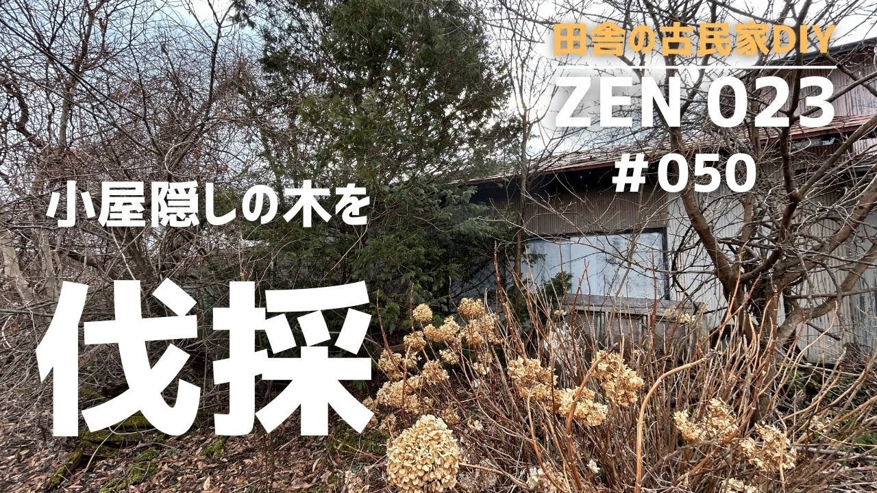 【実家の開拓＆DIY】小屋を隠していた木を伐採。２０２４年奮闘記開始。