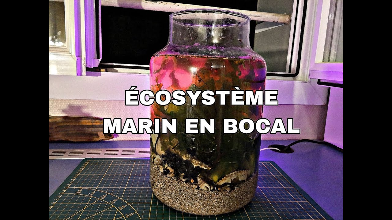 Création d'un écosystème marin dans un bocal