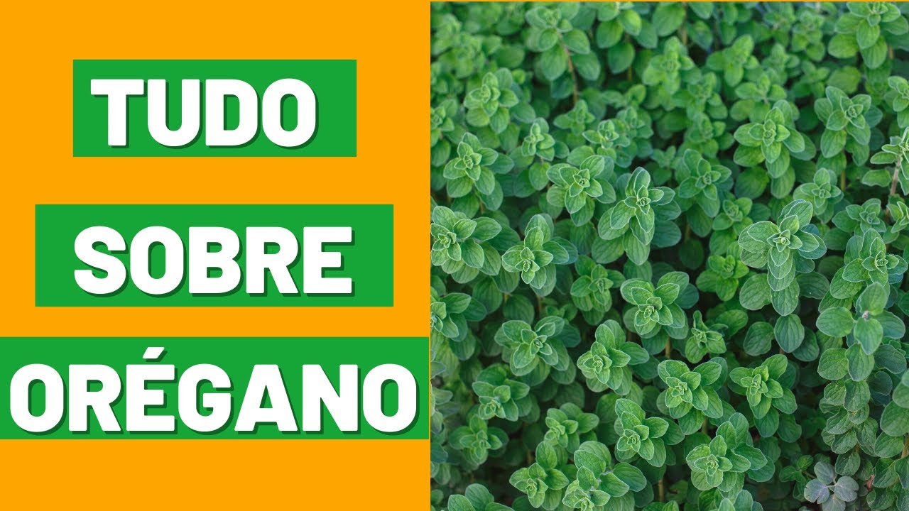 Orégano - como plantar orégano. Como cuidar do seu pé de orégano.