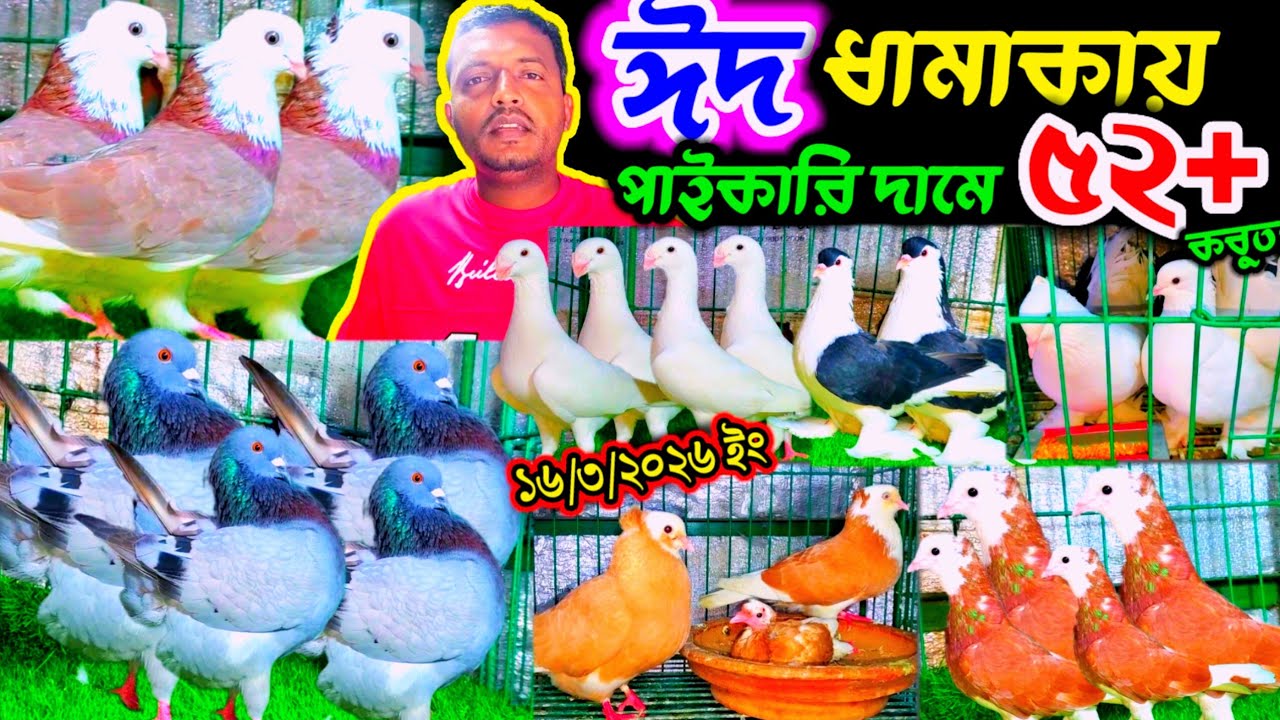 ঈদ ধামাকায় পাইকারি দামে কবুতর || বাচ্চা সহ ডিম সহ ৫২+ কবুতর বিক্রি || ৫০০ টাকায় রানিং কবুতর কিনুন |