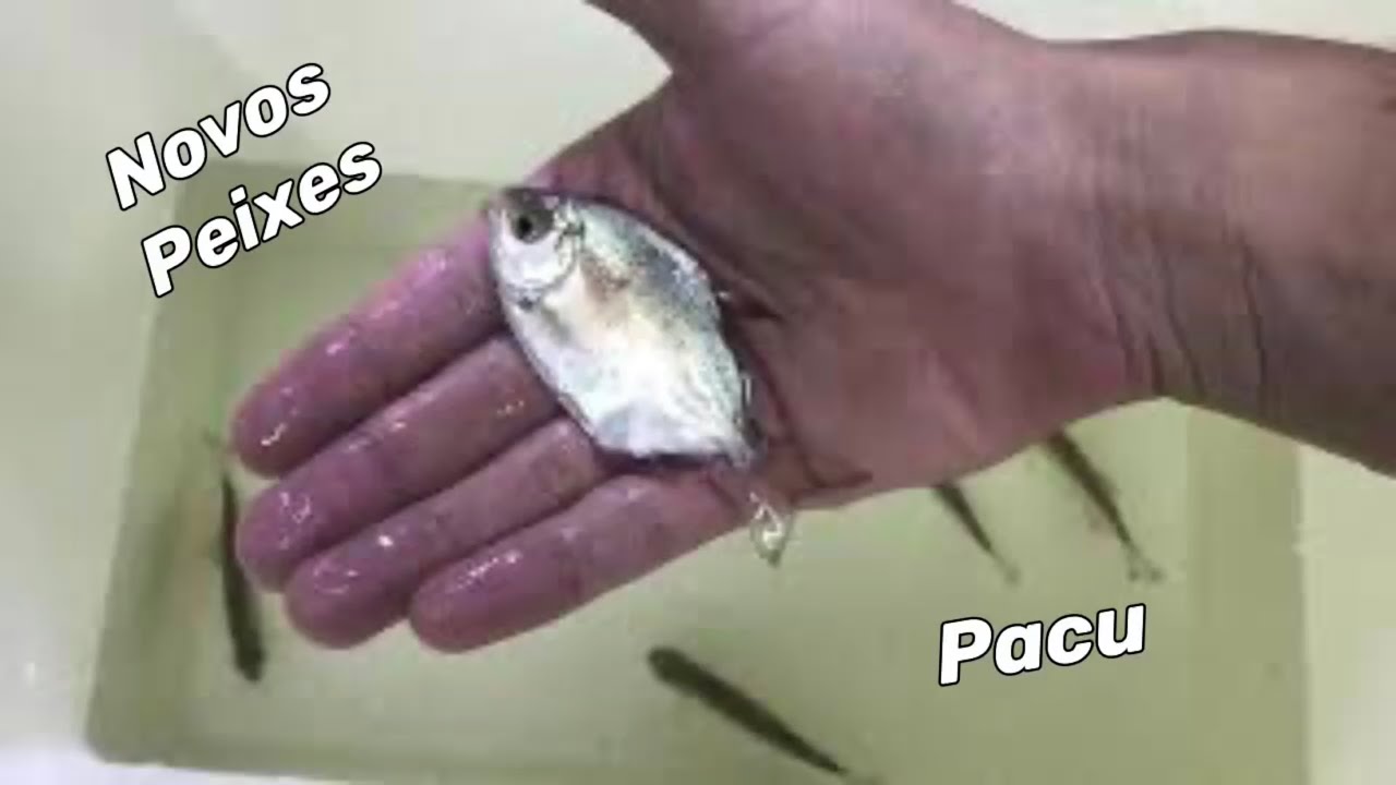 COMPREI NOVOS PEIXES!! (Pacu Prata)