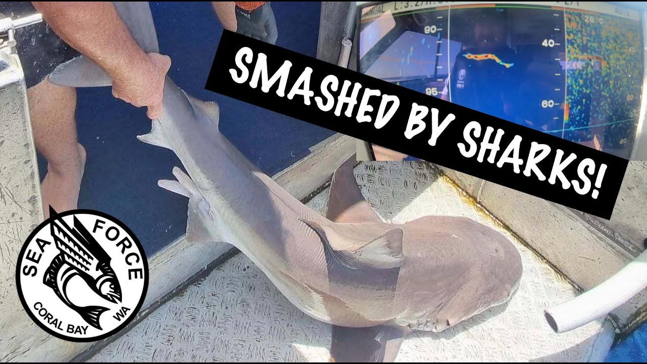 SMASHED BY SHARKS -  A Rare Hard Day, Shark Depredation, Current, Tangles, But Still Got The Fish.