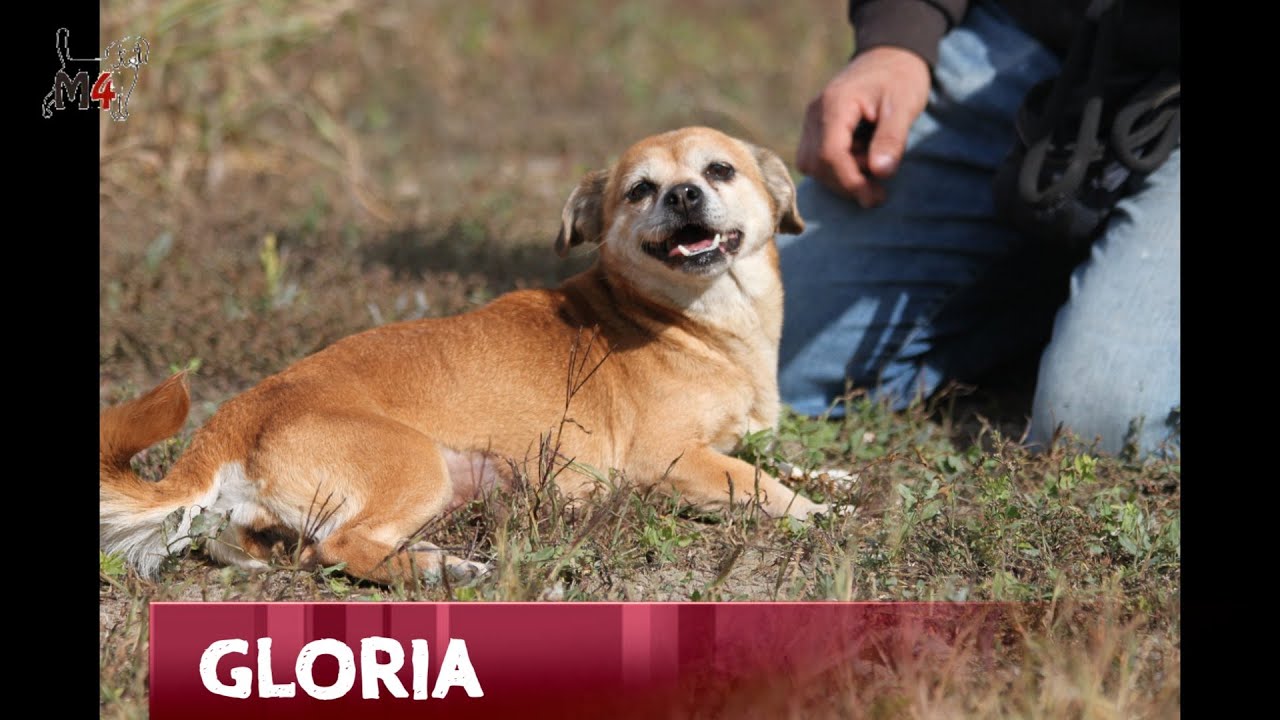 Mentor4dogs- GLORIA
