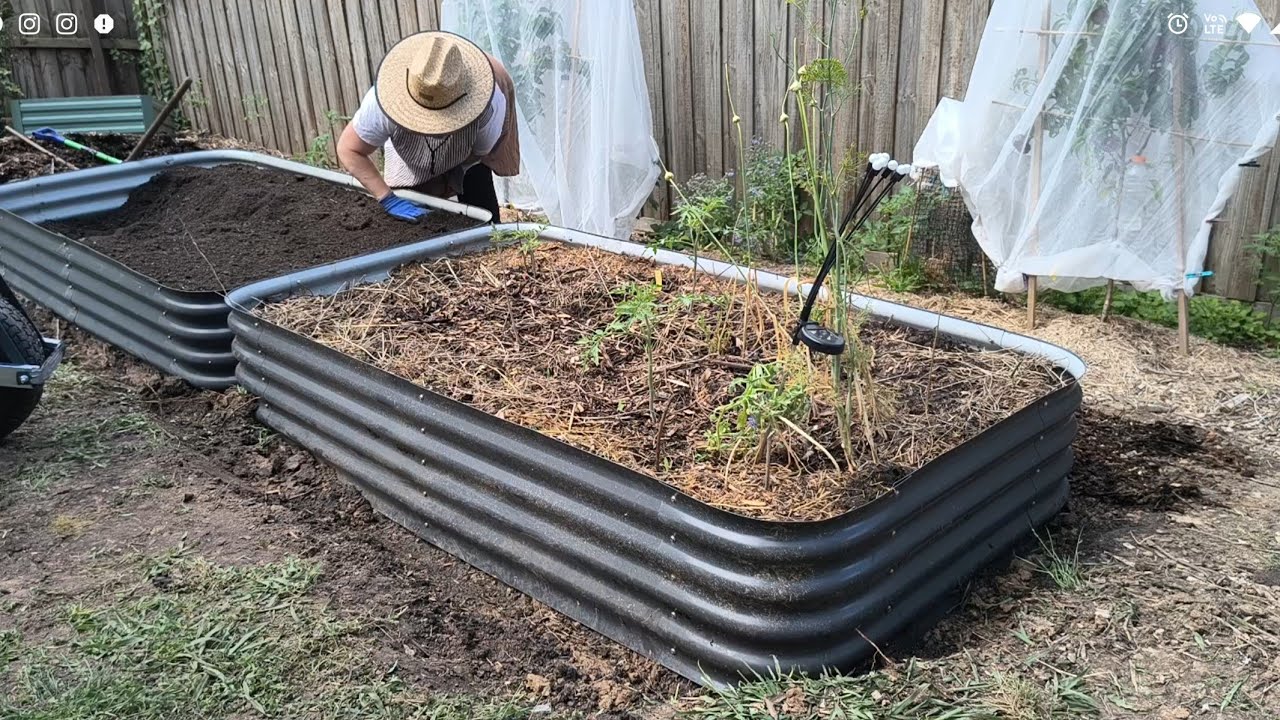 Three More Garden Beds in Place and Filled, Harvesting Cherries for Christmas - Reverse Homesteading
