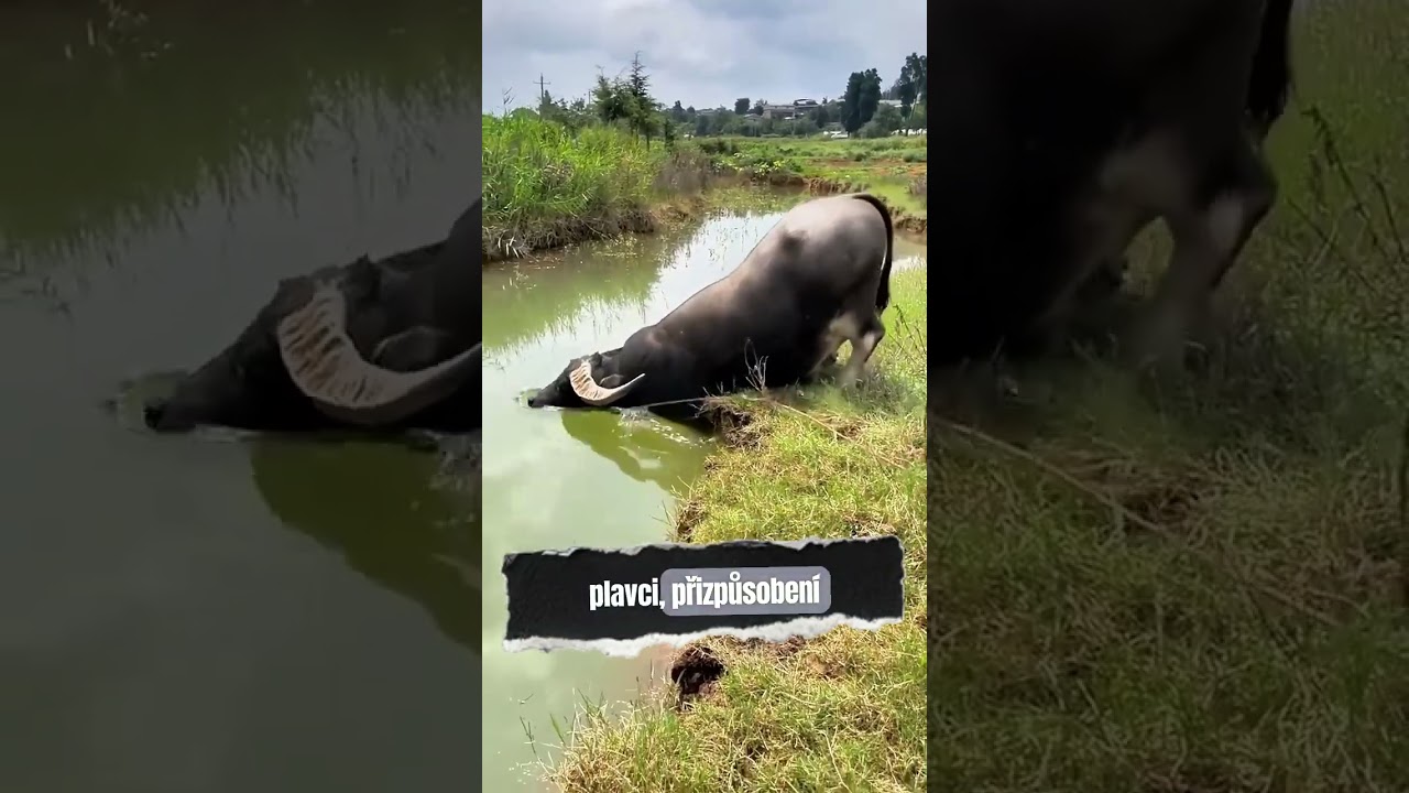 Neuvěřiteln&yacute; moment kdy vodn&iacute; buvol objev&iacute; sv&eacute; obl&iacute;ben&eacute; m&iacute;sto!