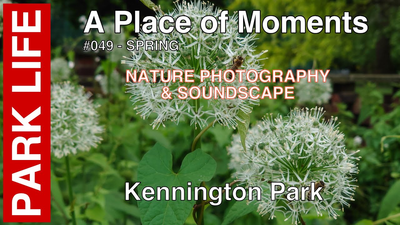 Kennington Park: Springtime Nature Photography and Soundscape - 049 | Relaxing Urban Nature