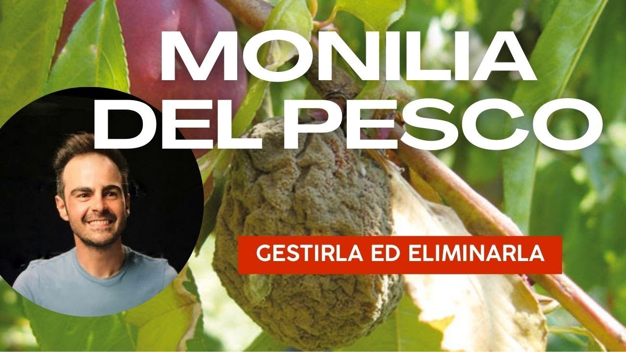Combattere la Monilia del Pesco: Strategie e Soluzioni Naturali!