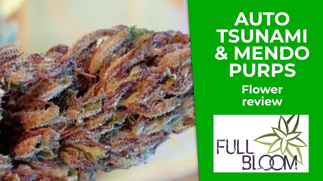 AUTO TSUNAMI & MENDO PURPS cbd hemp flower review! | Full Bloom Hemp | Ep. 50