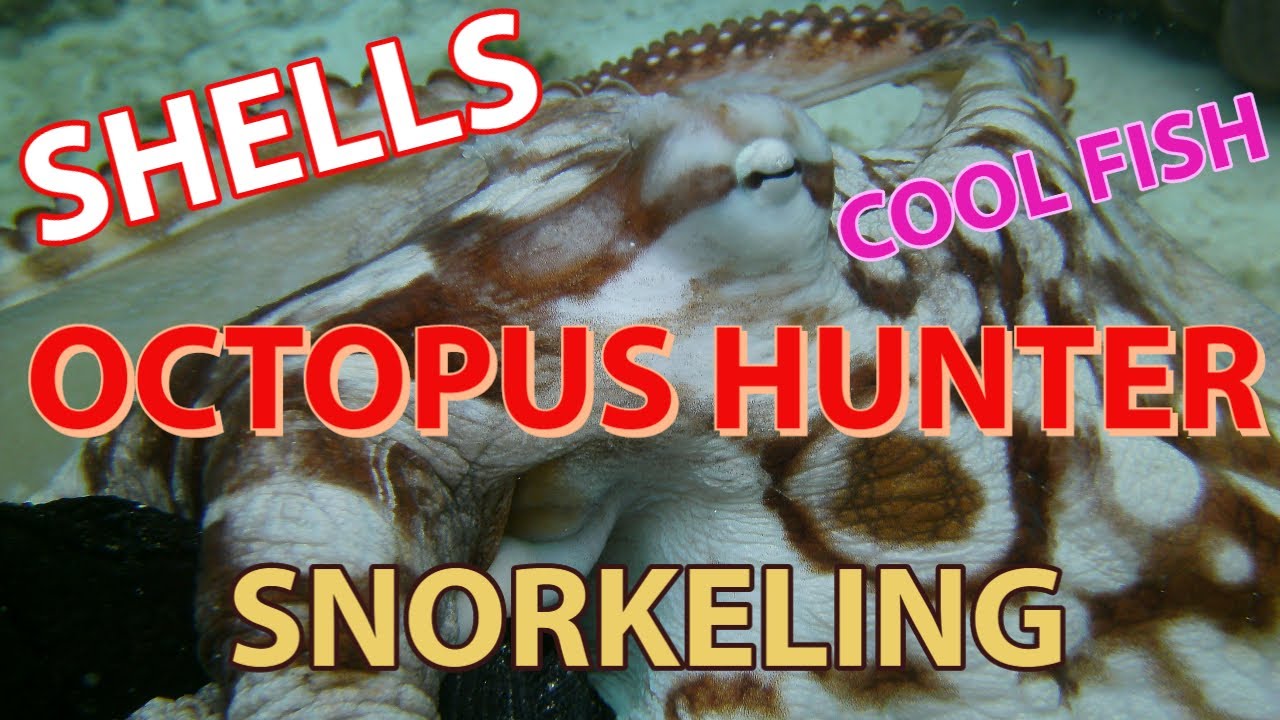 Octopus Catch, Shells, & Snorkeling at Ritidian Beach Guam