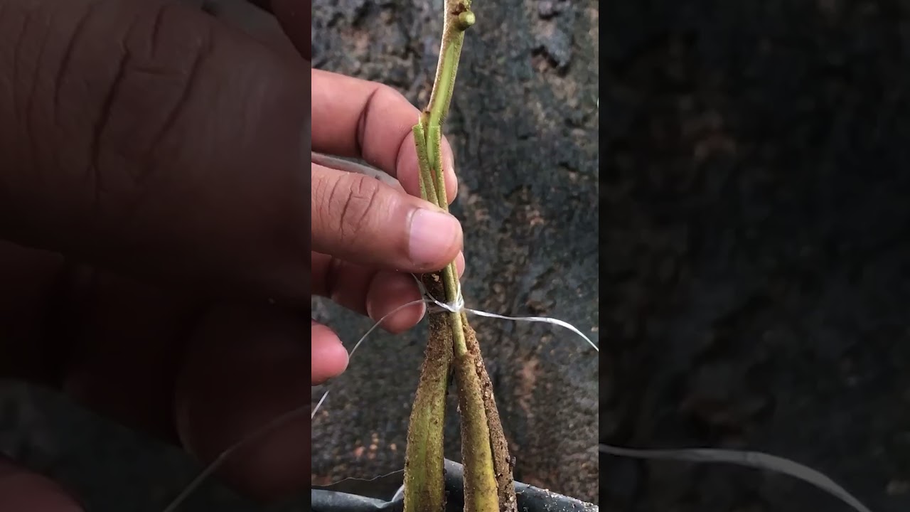 Multiple Durian Tree Grafting EP348