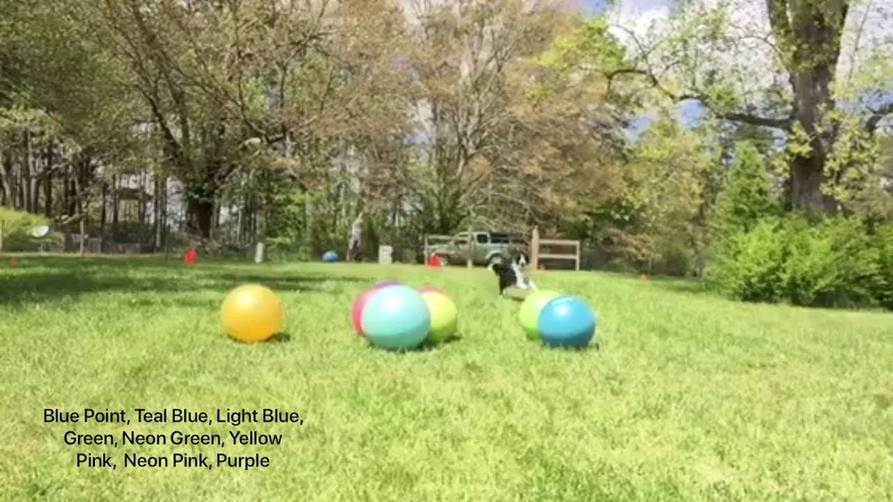 Treibball competition titling Run #2 outstanding Master BNO Bodhi  & CAROLYN Asheville)