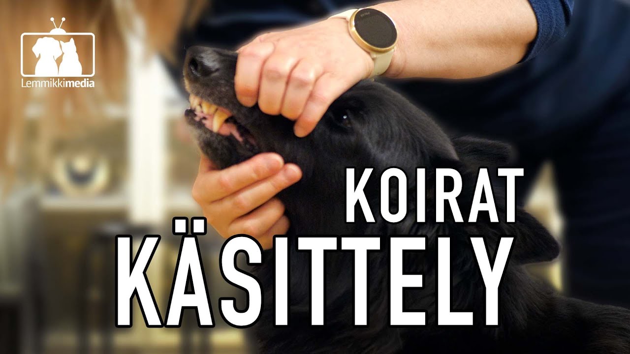 KOIRAT: KOIRAN KÄSITTELY - Näin onnistut!⎥ARJEN TUKITOIMINNOT