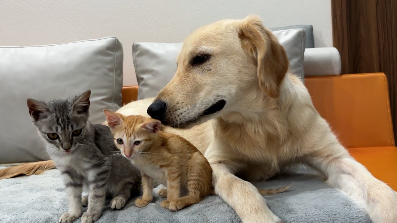 This Gentle Golden Retriever and Two Kittens Will Melt Your Heart
