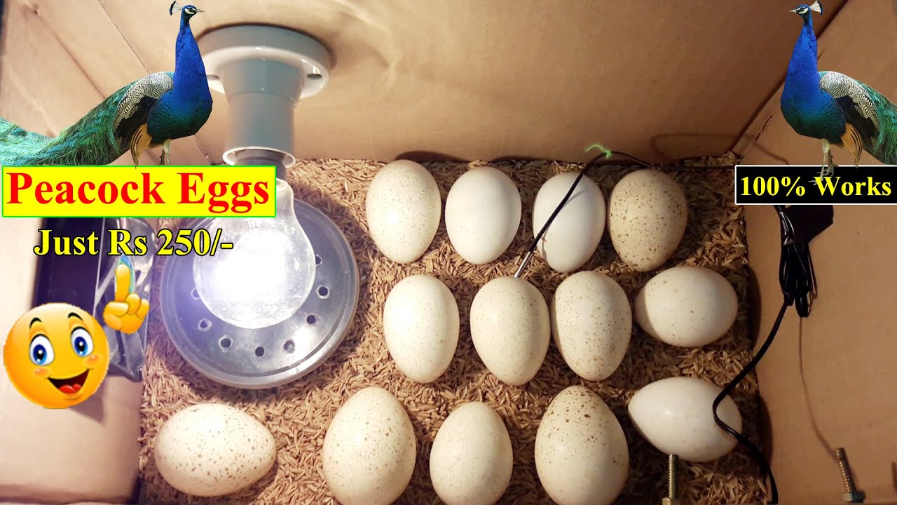 DIY - HOMEMADE INCUBATOR | HOW TO MAKE EGG INCUBATOR FOR PEACOCK EGGS | YOU CAN DO THIS