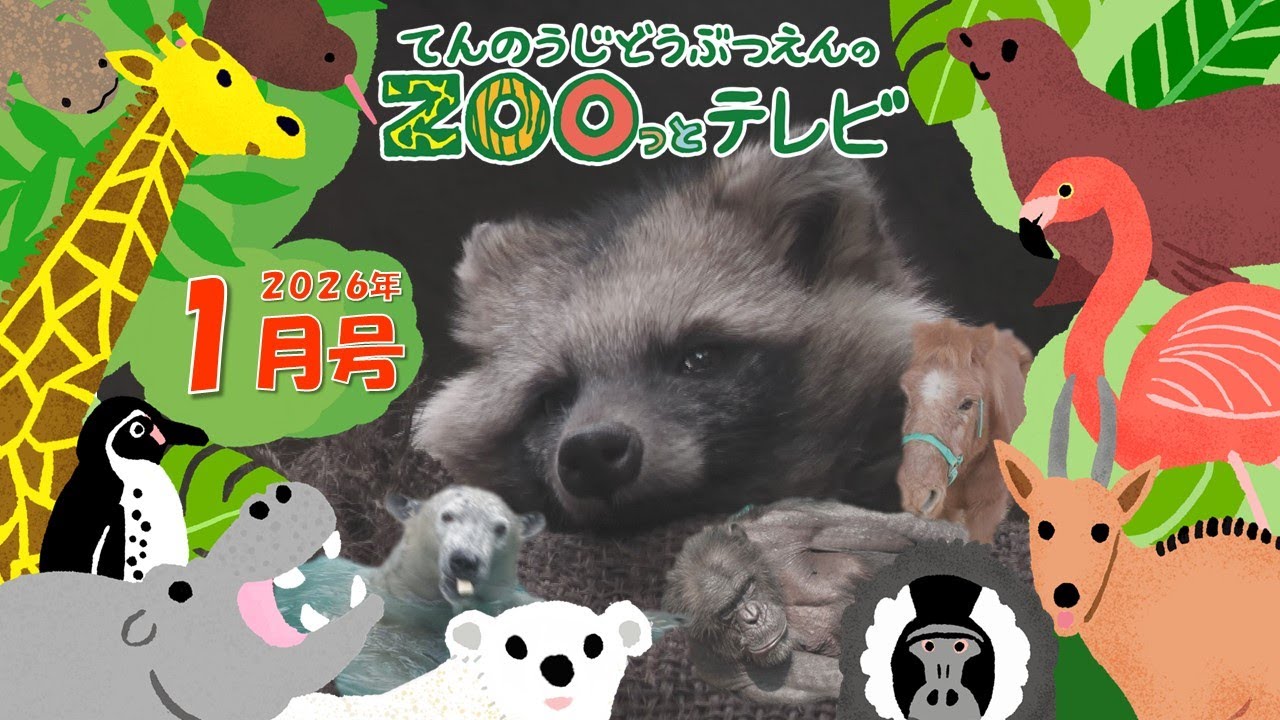 第43回てんのうじどえんのZOOっとテレビ ｜ 公式HPでプレゼント企画実施中！ 天王寺動物園｜2026年1月号