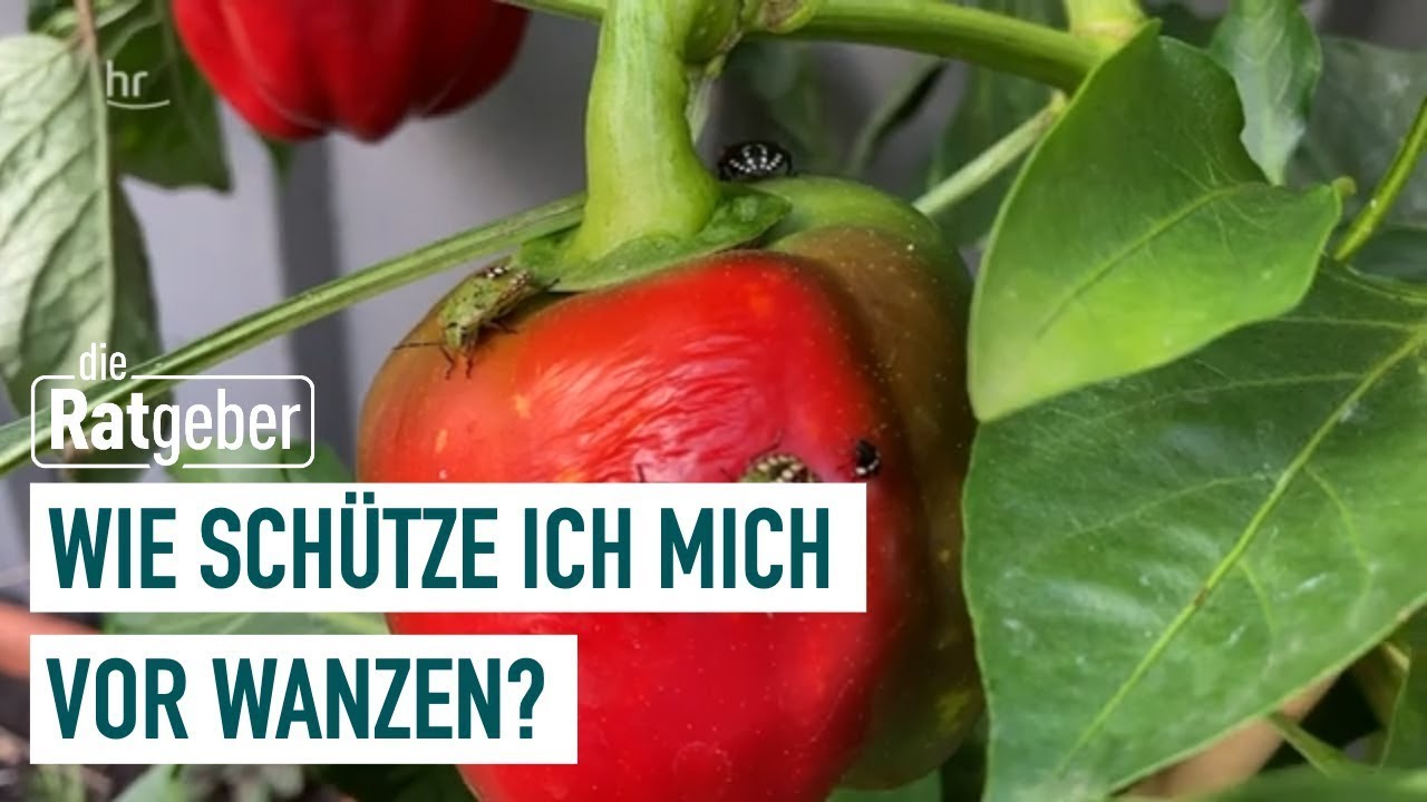 Chinesische Reiswanze &ndash; Neuer Sch&auml;dling in Deutschland I Die Ratgeber