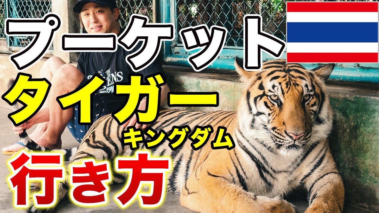 【タイ旅行🇹🇭】プーケットのタイガーキングダム行き方！予約なしでトラに会ってきました