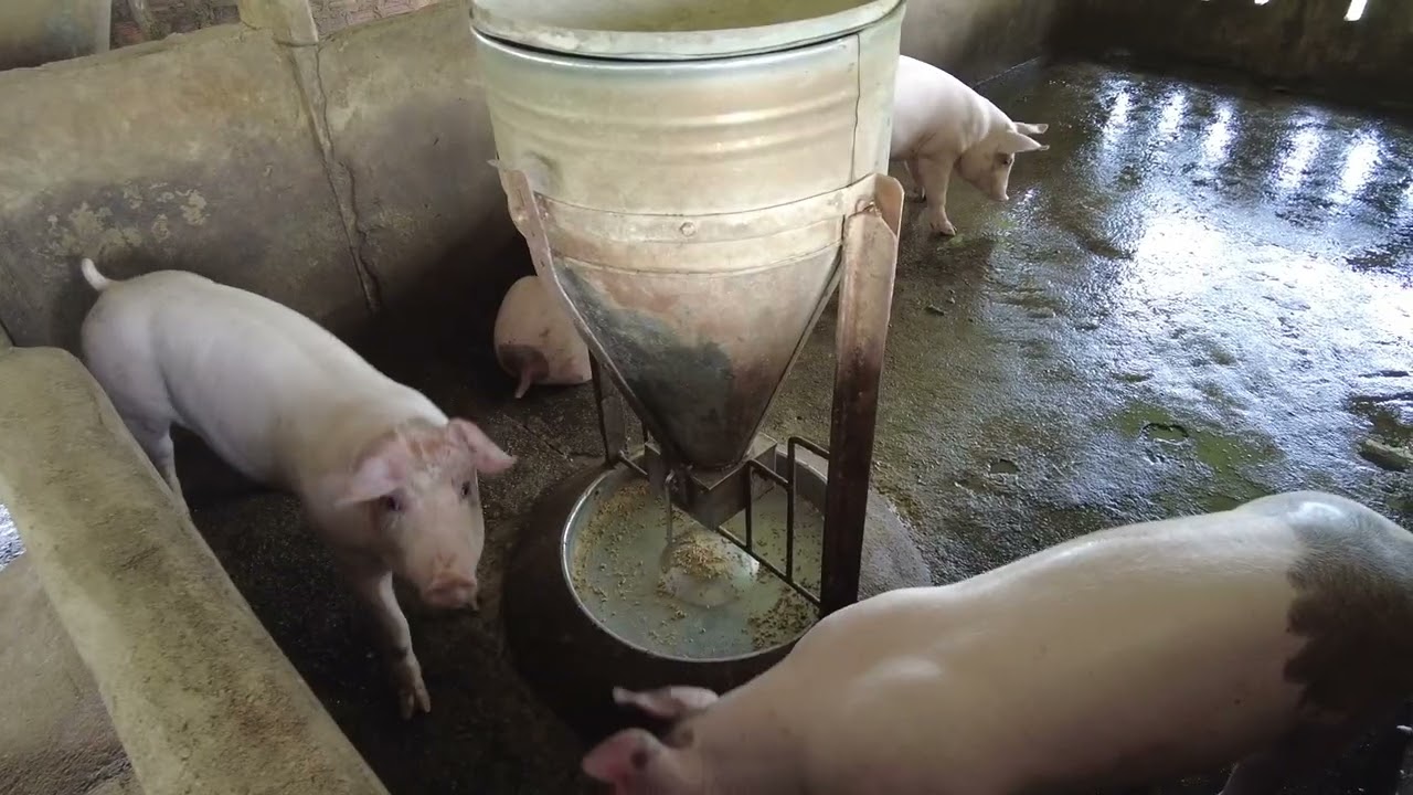 Đàn Heo 17 Con Ăn Hết 42 Bao Cám