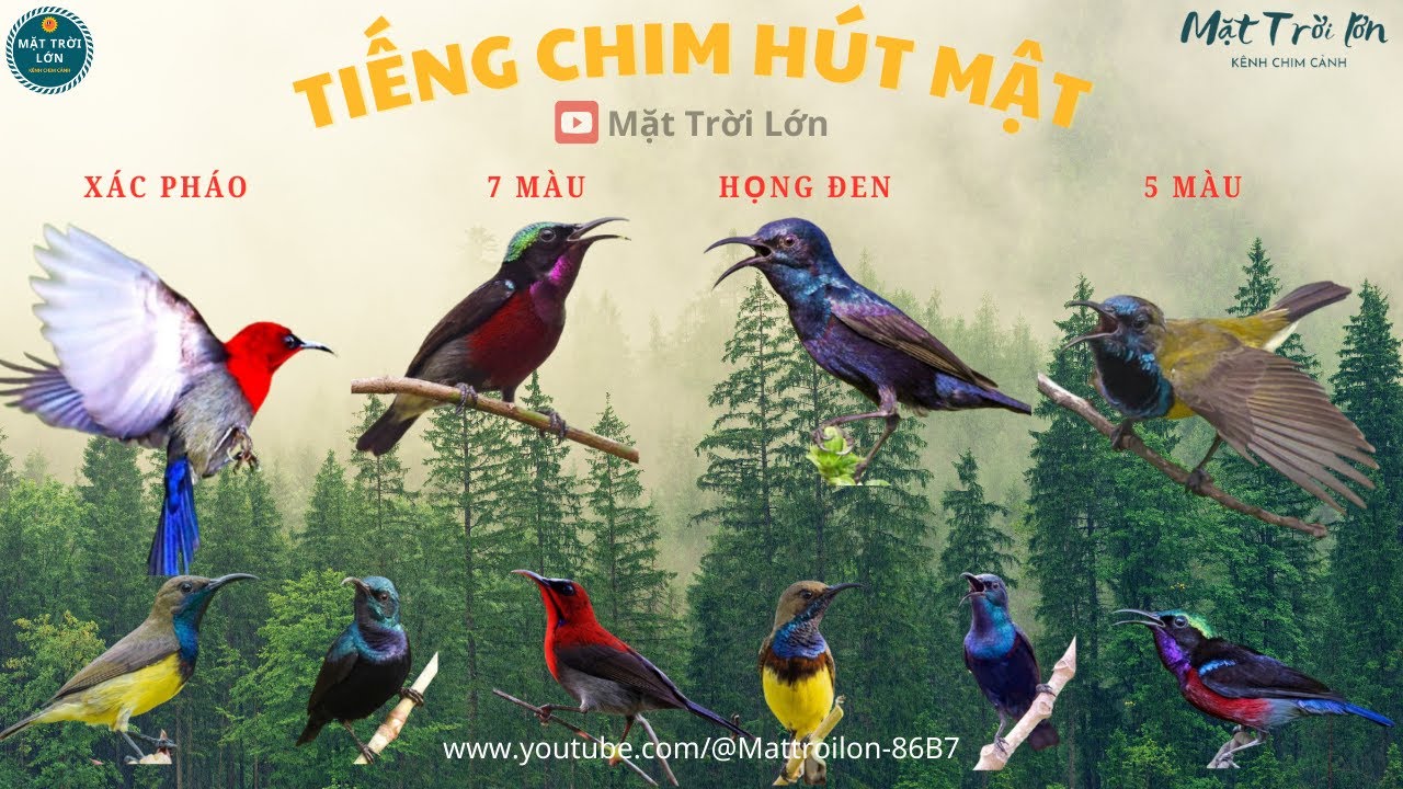 ✅Tiếng chim Hút mật tổng hợp không tạp âm chuẩn mp3 đánh loa | Sunbird Best sound Mixer (P2)